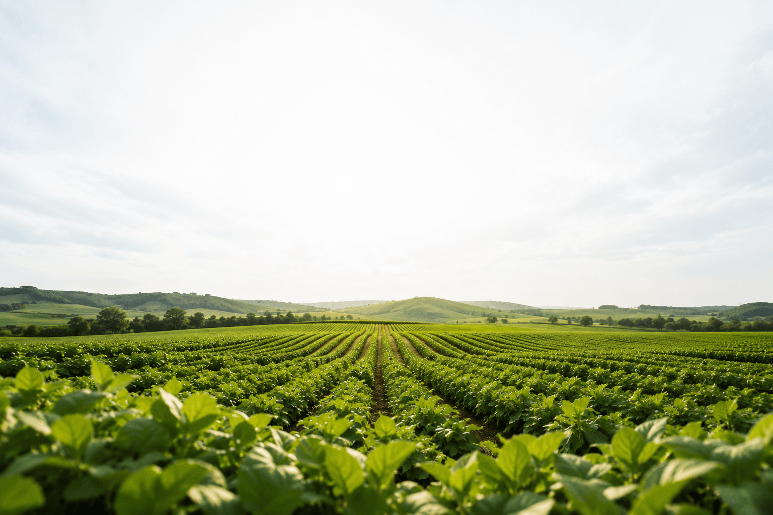 Rows of healthy crops stretching across a green field